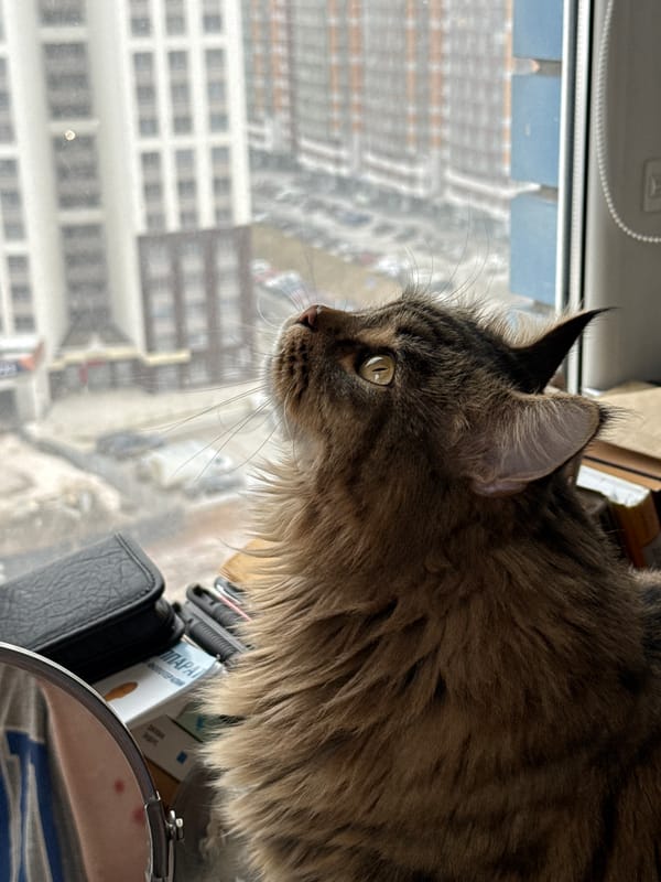 Izhevsk resident captures tabby cat moments during morning snowfall