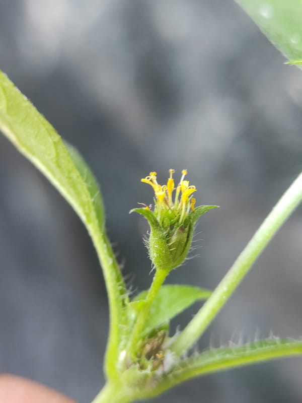 Green flower bud photographed in Lhokseumawe, Indonesia