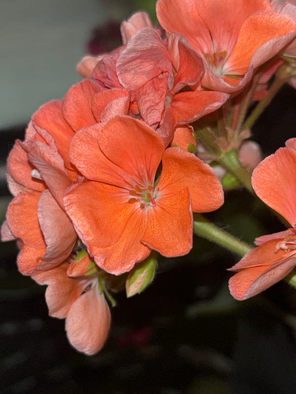 Photographer documents balcony geraniums in residential Plovdiv, Bulgaria