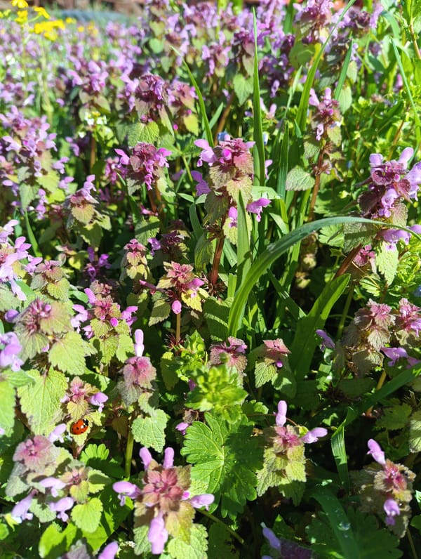 Ladybug spotted on purple dead-nettle flowers in Bulgarian grass