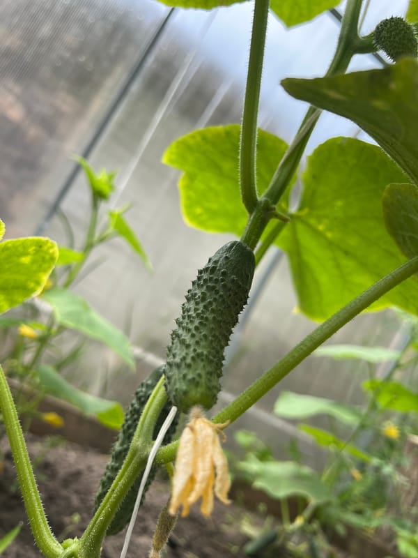 A quiet summer morning in a Belarusian home garden