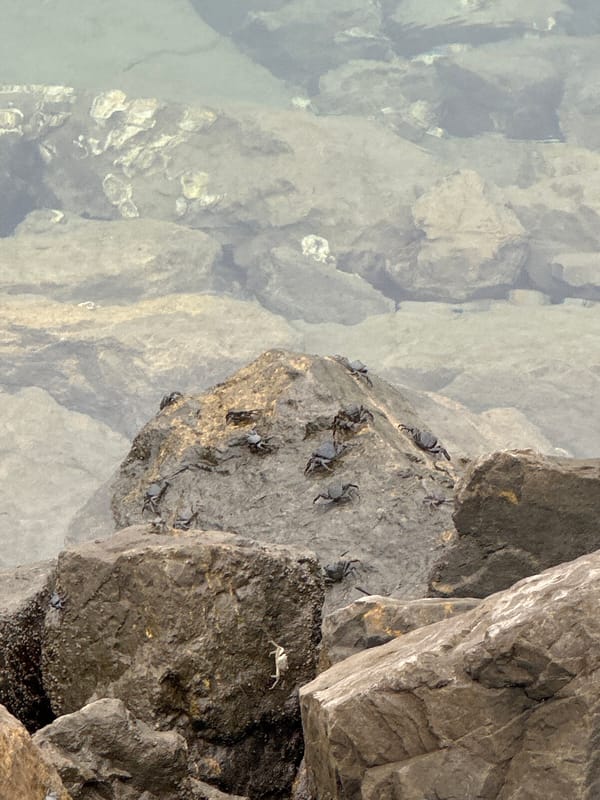 Cormorants on the rocks at Gijón's coastline