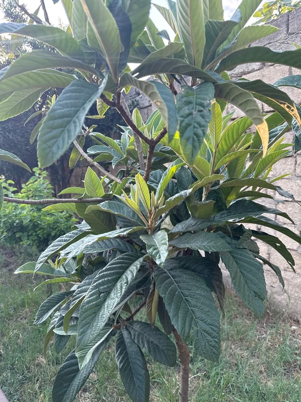 Unripe fruit and lush foliage across Khazar Raion gardens