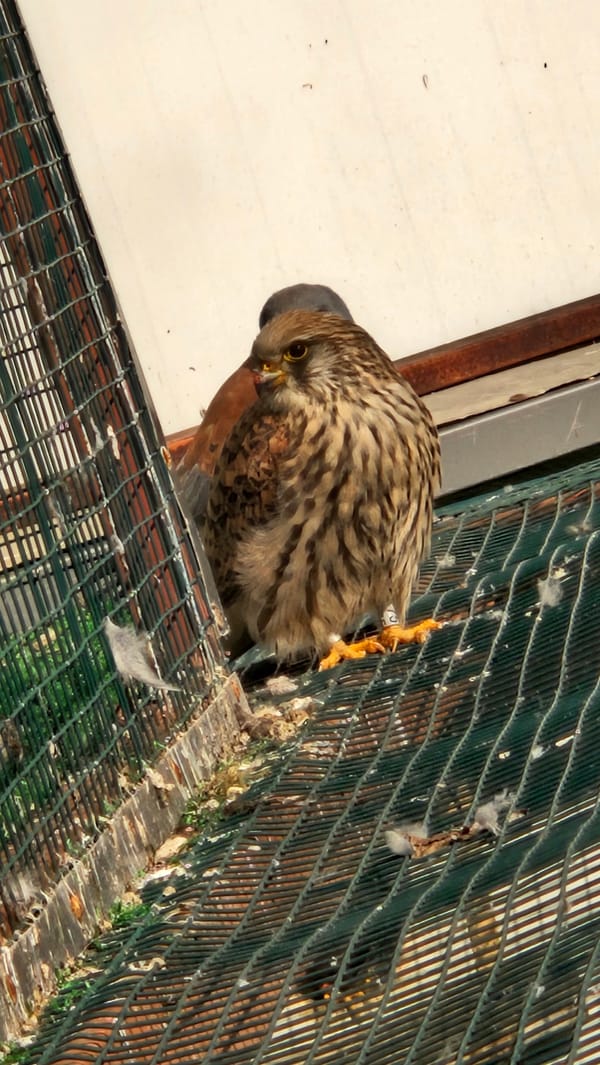 Kestrel spotted feeding on wire mesh in Stara Zagora