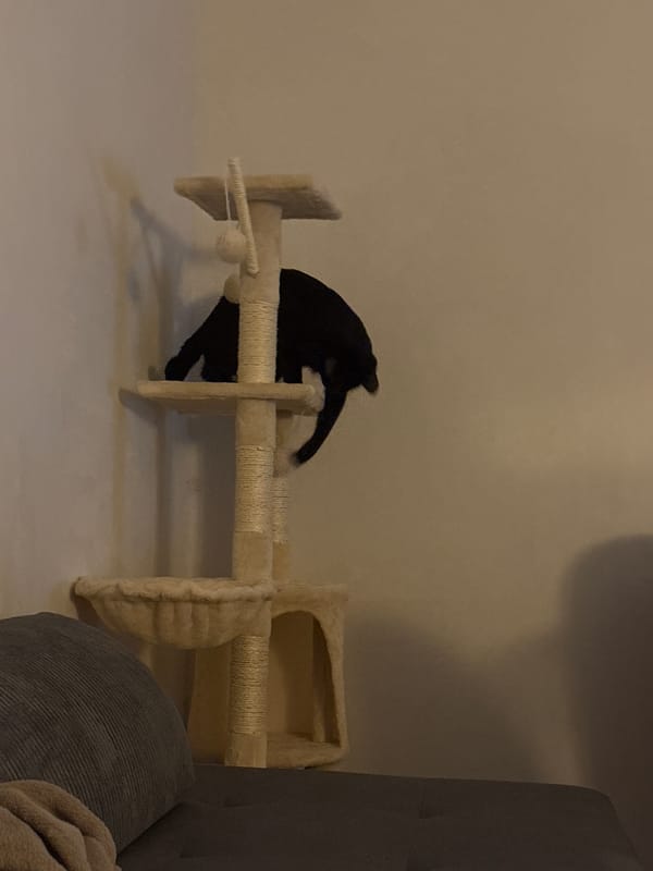 Black cat roams a Sofia apartment on a quiet evening