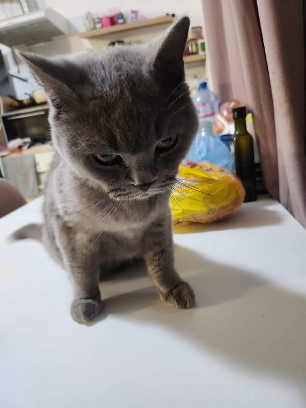 British Shorthair cat lounges indoors while a soccer match plays nearby