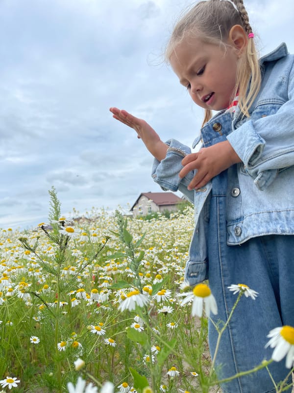 Afternoon in a daisy field, Zelenogradsk