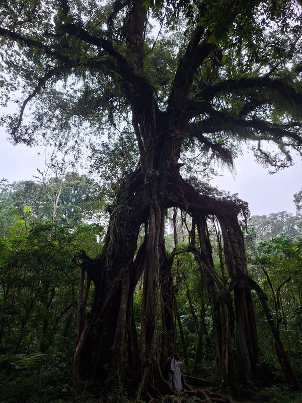 Morning walk documented at Eka Karya Botanic Garden, Bali