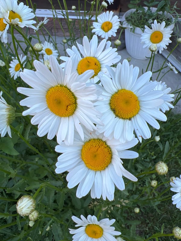 White wildflowers in bloom, Mochishche