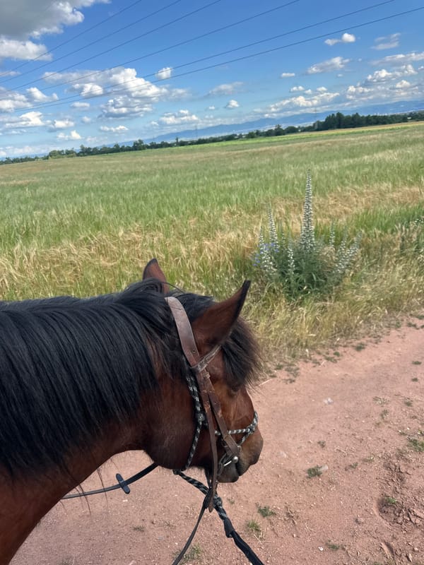 Horseback riding through countryside fields in Voynegovtsi, Bulgaria