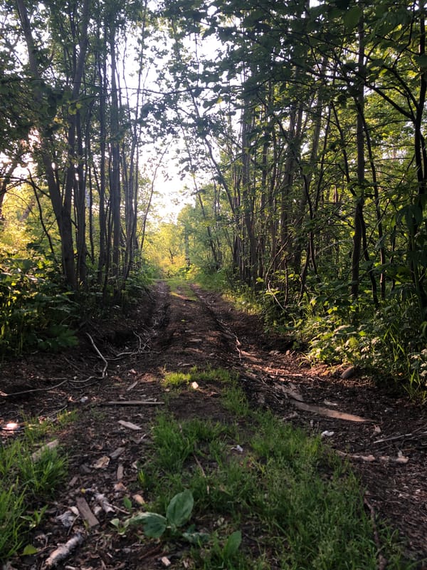 Riverside trail and forest details in Yelizovo, Russia