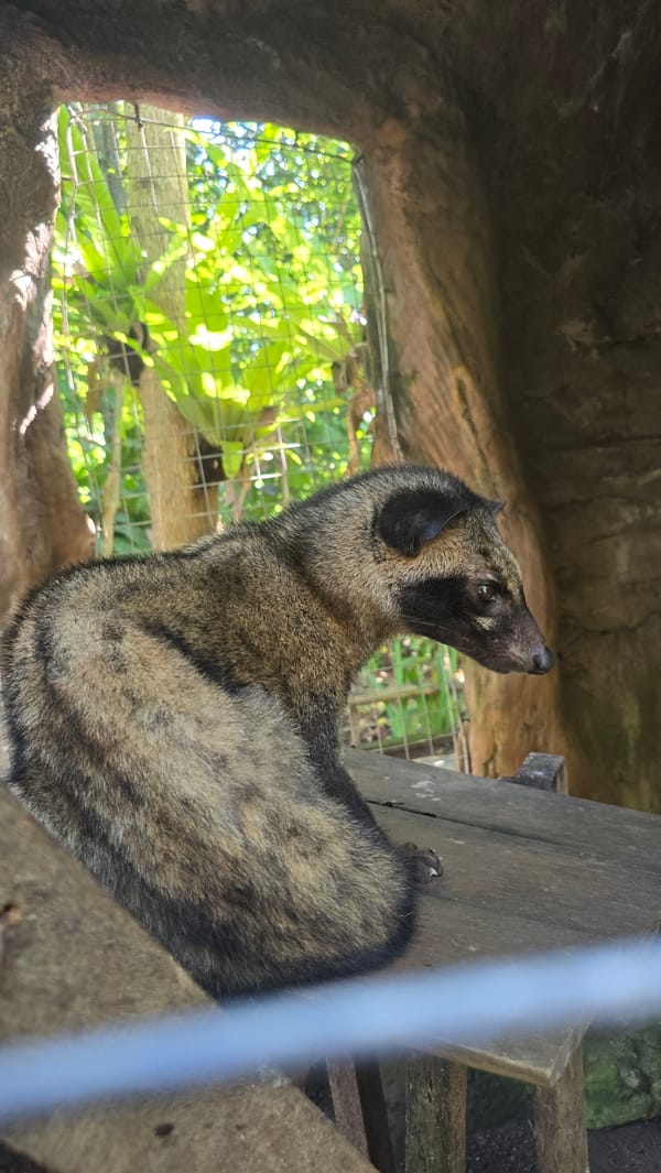 Asian palm civet spotted in enclosure in Ubud, Indonesia