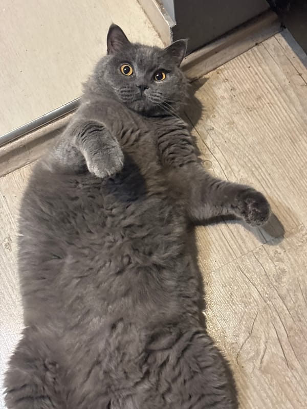 Everyday moments captured across Sofia: cat, food, nature