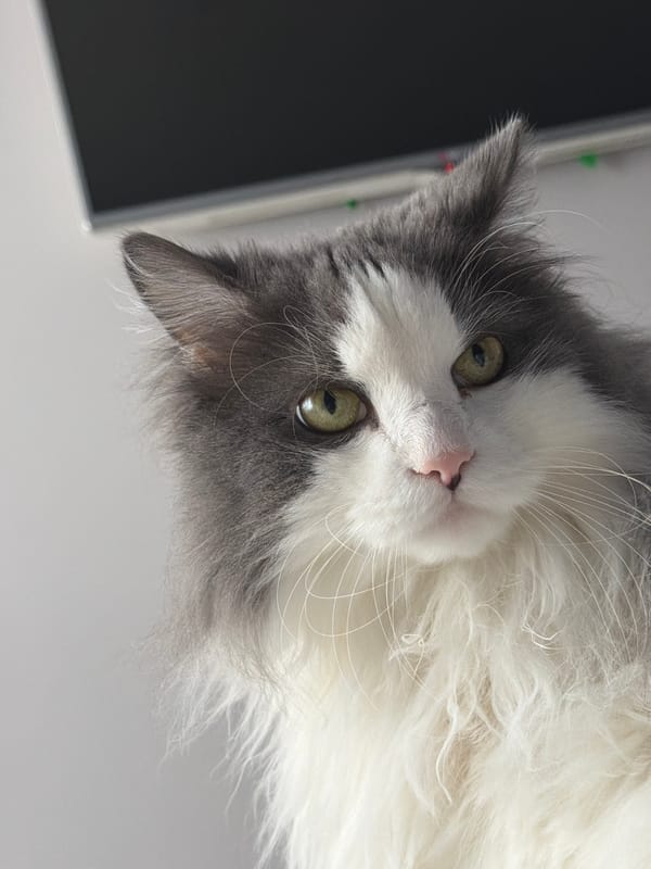 Woman photographs beloved cat multiple times in Chaikovsky bedroom