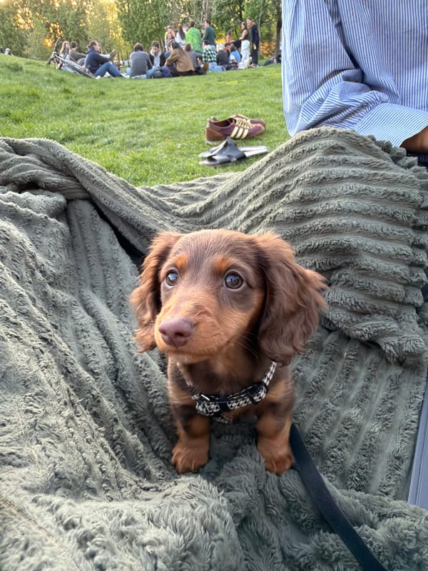 Dachshund puppy rests on blanket in Montreal home