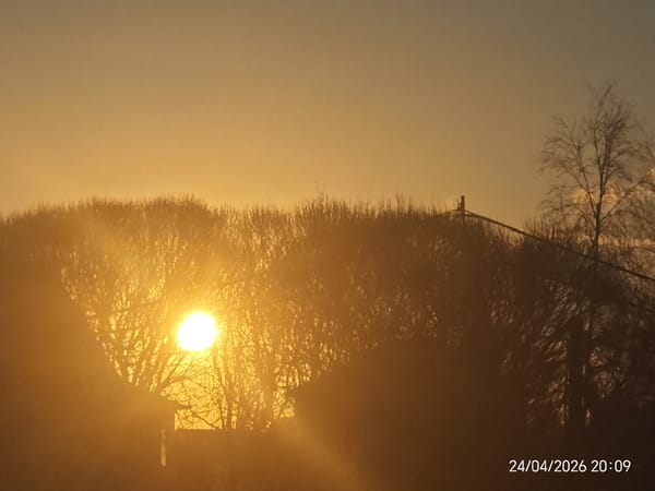 Sunset through bare trees documented in multiple photographs