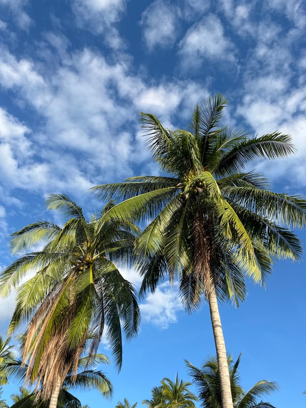 Palm trees and a gilded temple entrance in Baan Taling Ngam