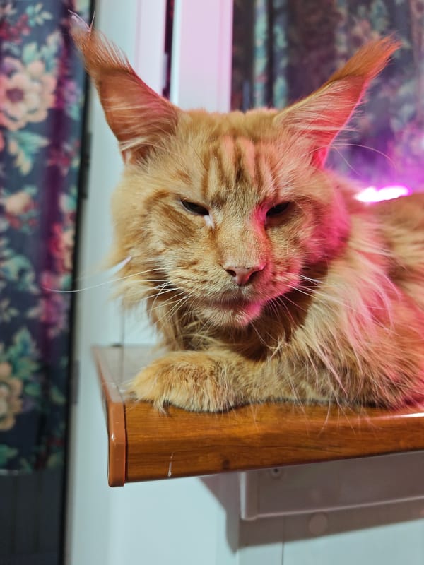 Cats, fish, and a bird of prey fill a Siberian home evening