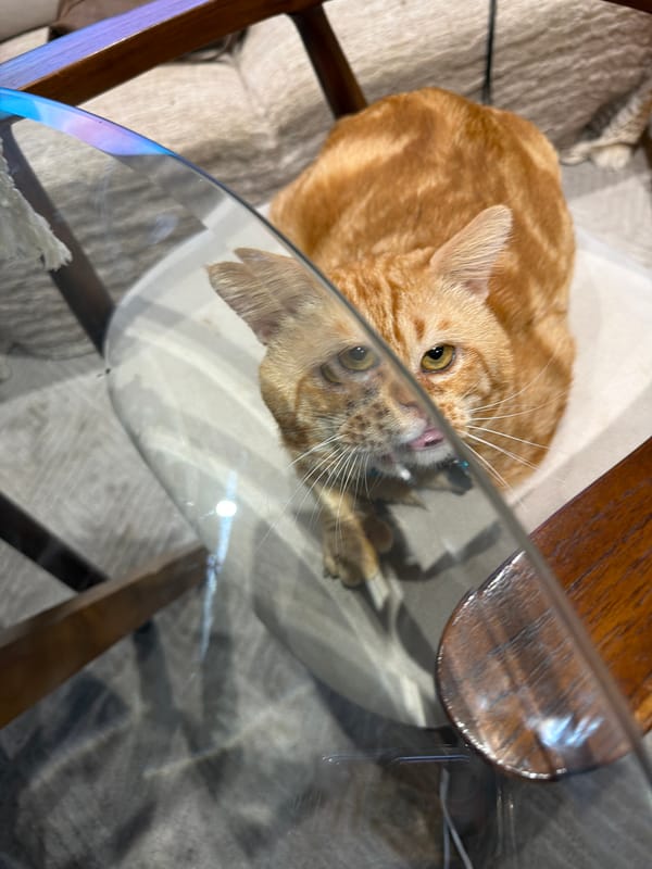 Domestic scenes with distinctive cat captured in Ungasan, Indonesia