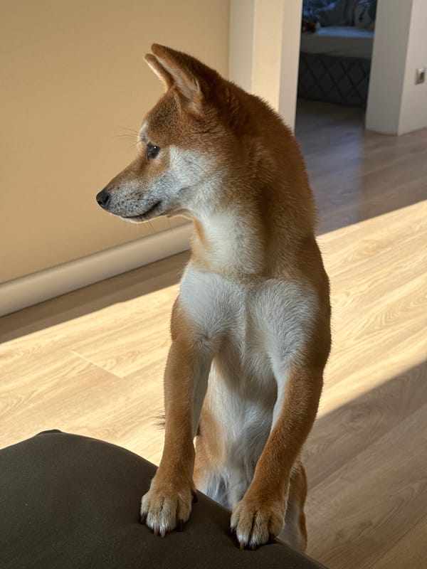 Morning home life with pets captured in Carnikava