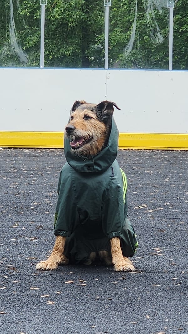 Dog in raincoat takes morning walk through rainy Moscow
