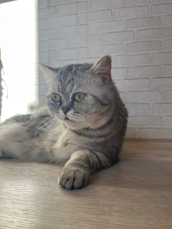 Early morning domestic life captured in Chaikovsky apartment