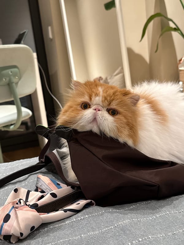 Cat spotted in handbag across Barcelona locations