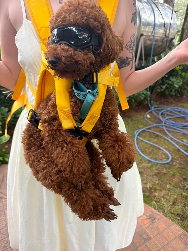 Goggle-wearing poodle steals the scene in Đà Lạt