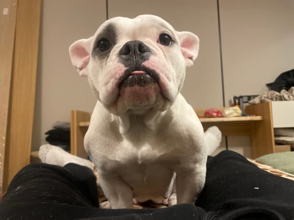White bulldog enjoys quiet evening with owner in Greece