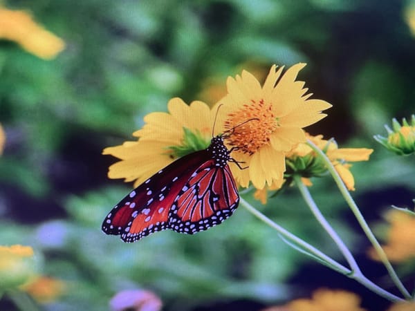 Macro nature walk through Rivne's summer flora and fauna
