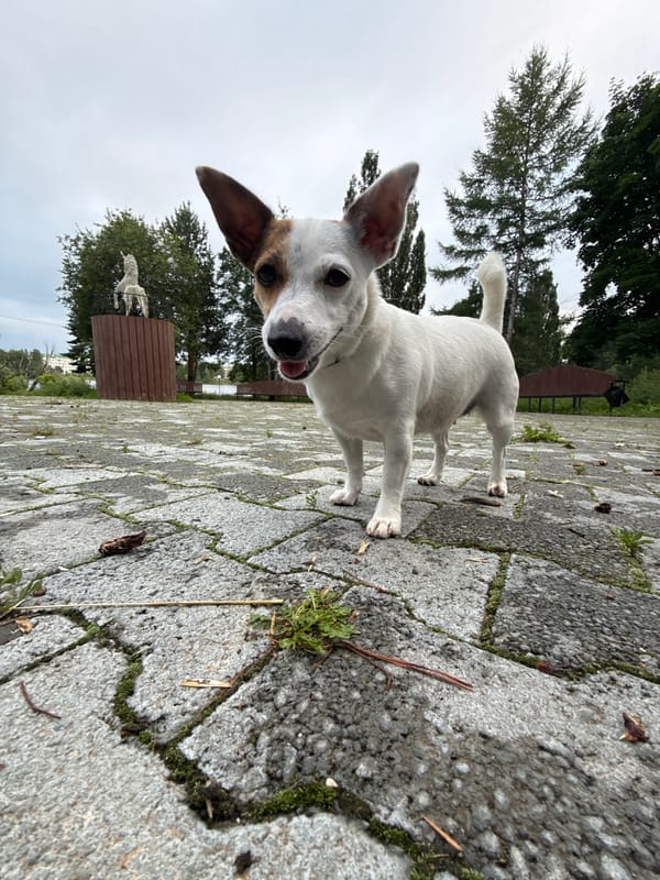 Dog plays fetch by the lake in a Lysva park