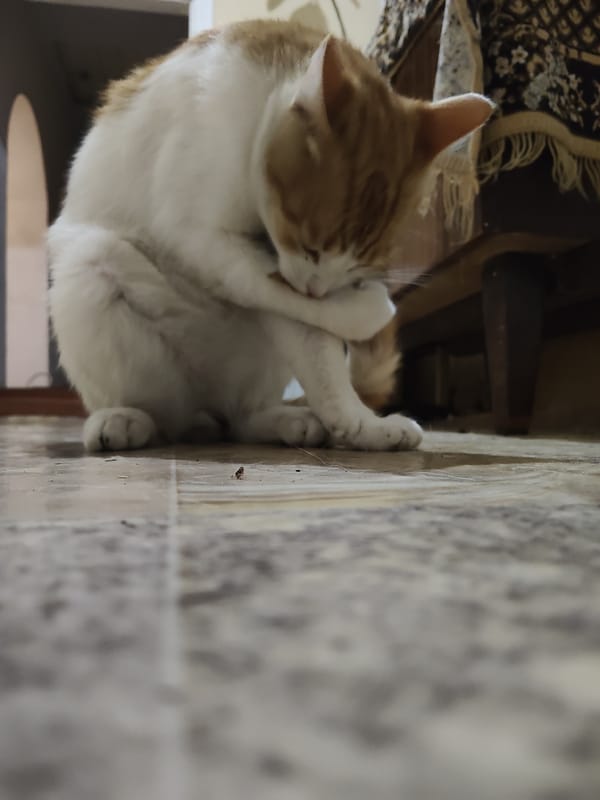 Cat hanging out on a tiled floor in rural Moldova