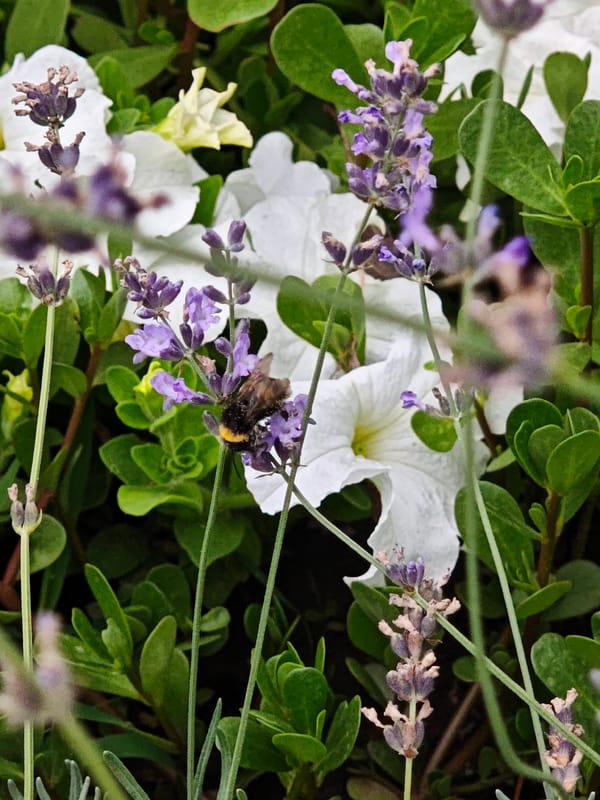 Bees, blooms, and a kitten — a quiet nature snapshot