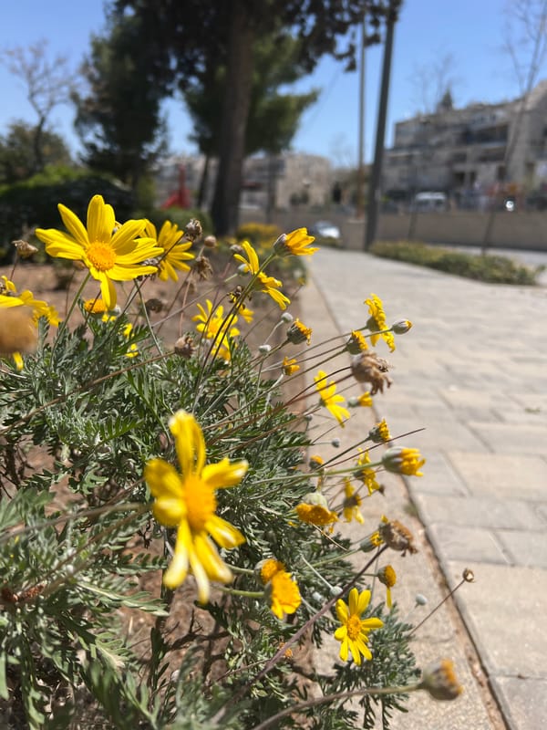 Spring flowers bloom along urban park sidewalk