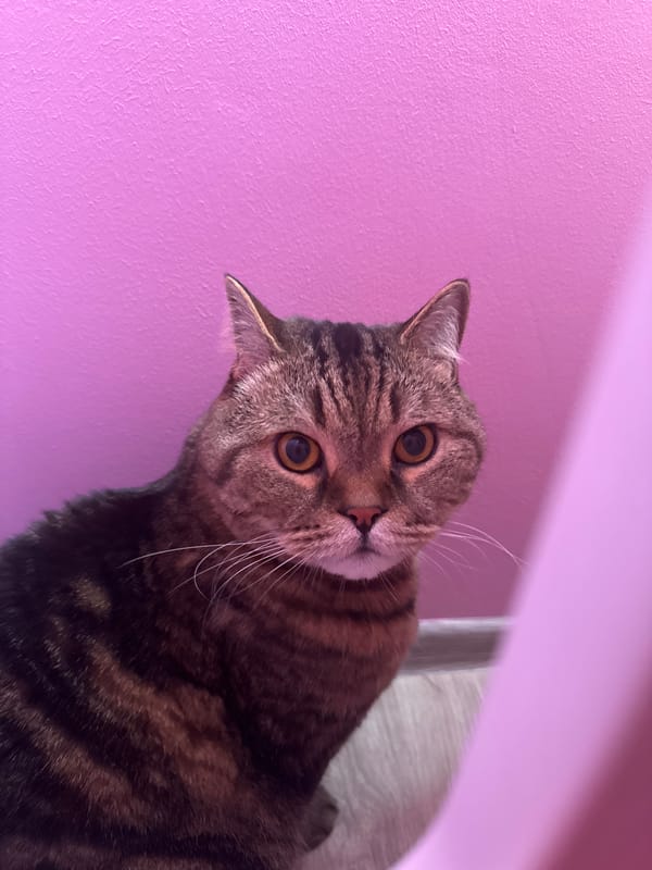Tabby cat portrait session, pink backdrops, Mikhaylovsk afternoon