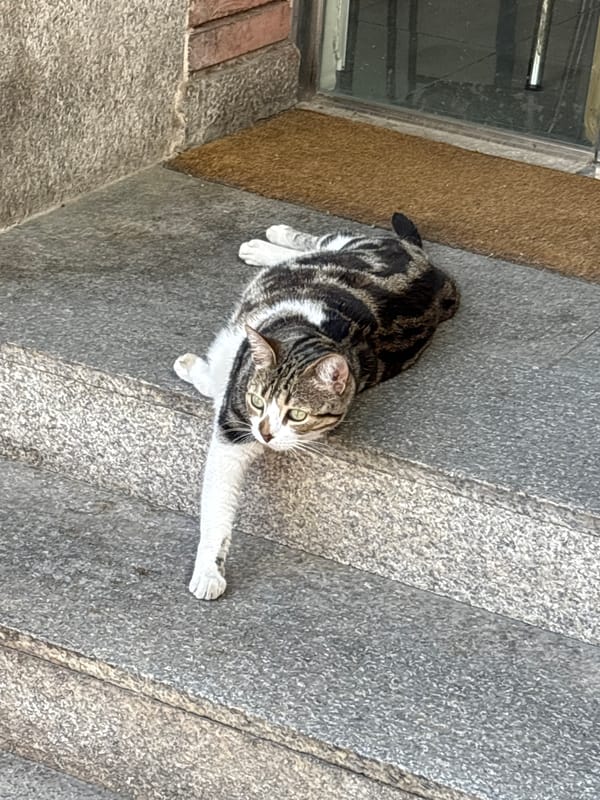 Ordinary Barcelona moments captured: cats, offices, lab work, sketches