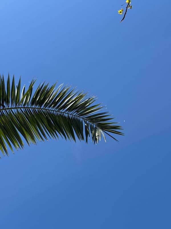 Clear skies and palm fronds observed in Bar, Montenegro