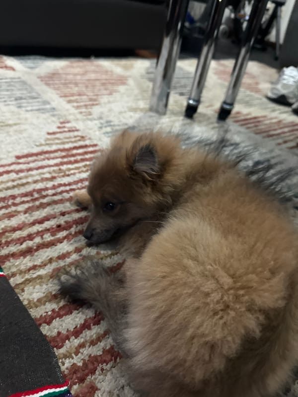 Dog rests on rug in Mexican home