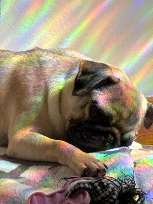 Lazy afternoon at home: couch selfies, a sleepy pug, and rainbow light