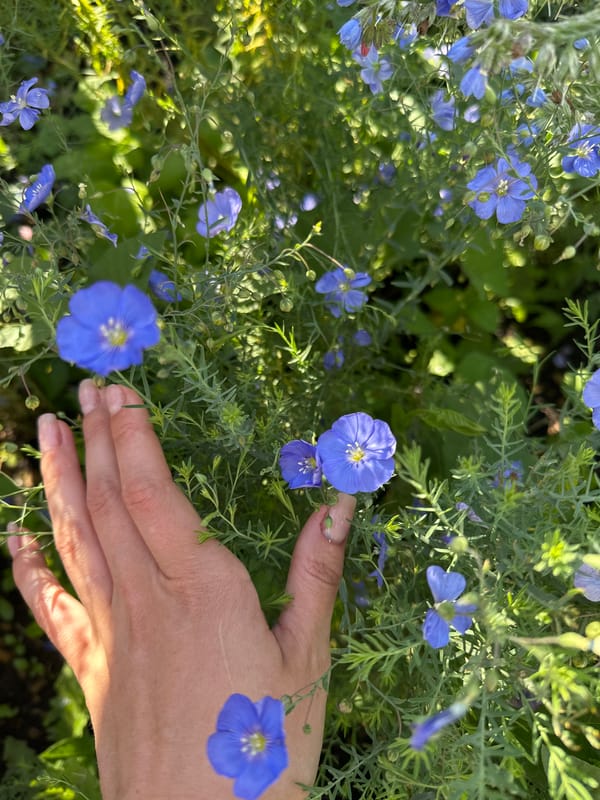 Wildflowers in close-up, Yaroslavka countryside, midsummer