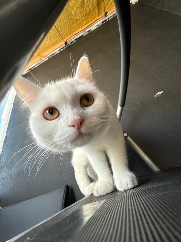White cat explores indoors, investigates a purple petunia