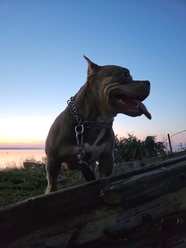 Pit bull on wooden planks at sunset, Leninsky Russia