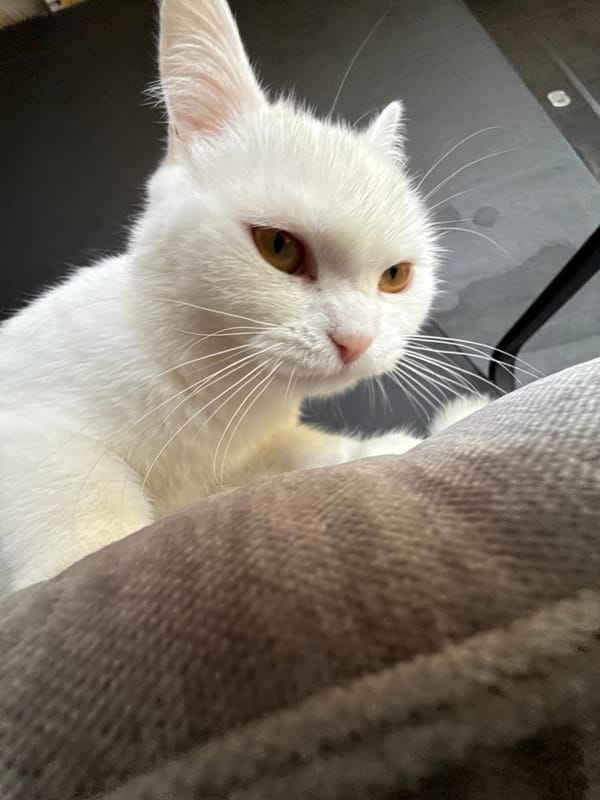 White cat photographed repeatedly across various indoor spots