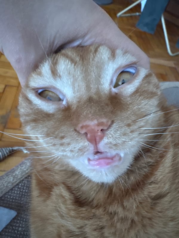 Orange tabby cat photographed with tongue out in Sofia