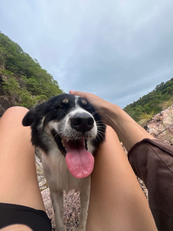 Friendly dog filmed with beachgoers on Ko Phangan rocks