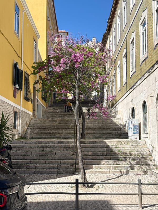 Purple blooms brighten narrow stepped street in Lisbon