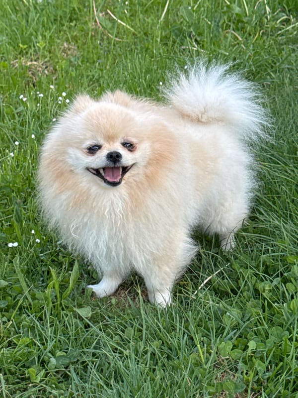 Pomeranian dog spotted resting on grass in German town