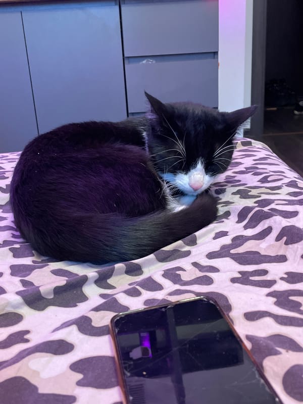 Cat naps amid personal belongings in Russian lakeside home