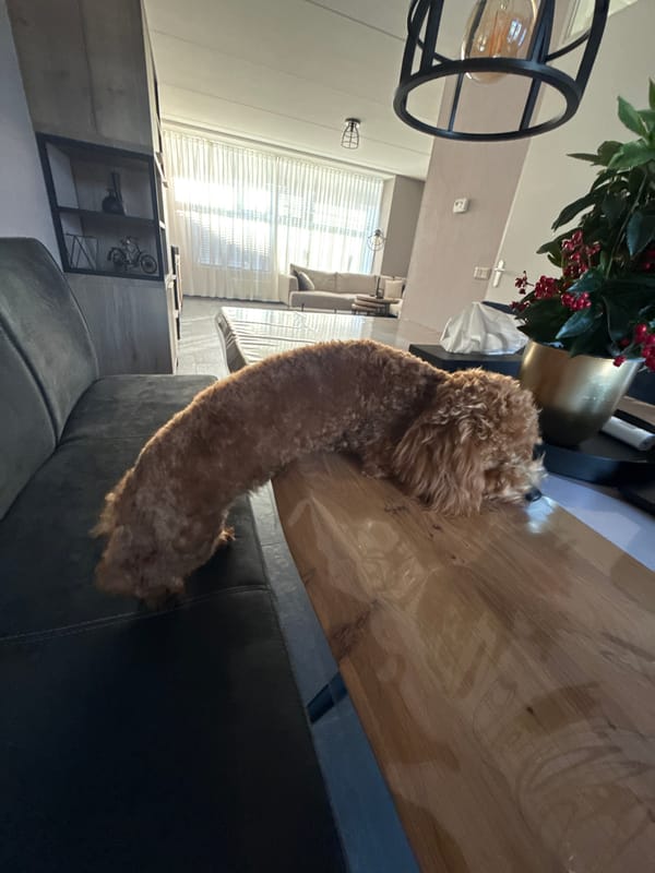 Poodle lounges on dining table, drifts toward couch