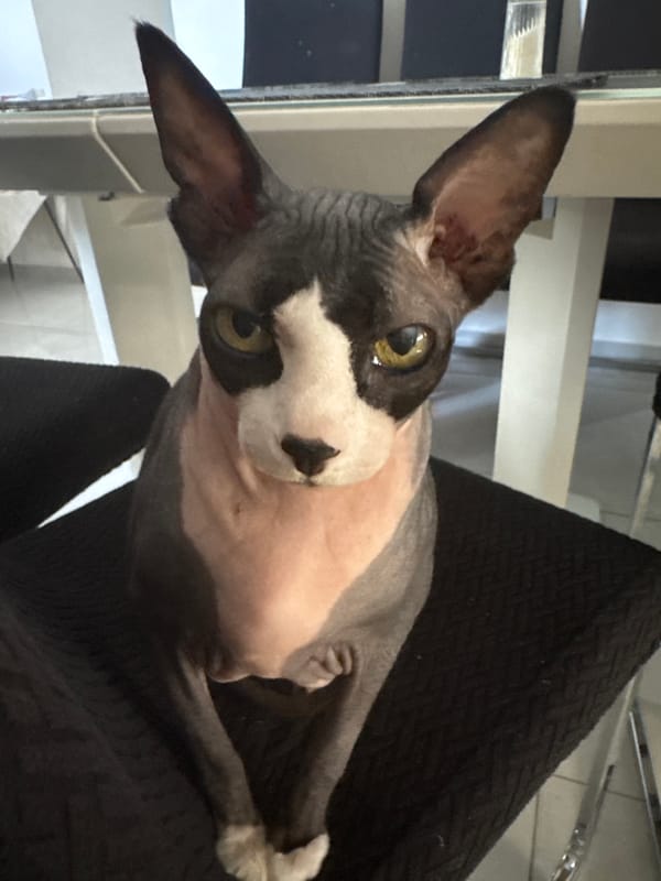 Sphynx cat observed in various poses in Netanya home